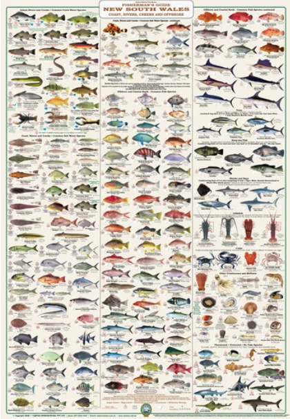 Fishermans Fish Identification New South Wales Fisherman s Guide 