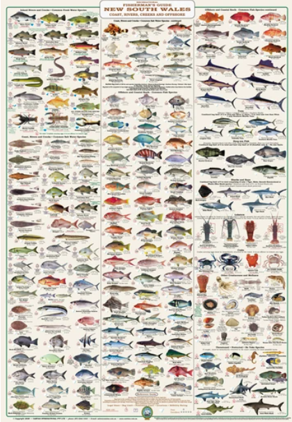 LAMINATED CAMTAS WALL CHART Australian Fish Identification Anglers Guide 